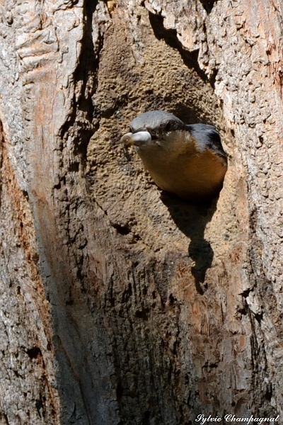 Sitelle  torchepot Reynes.jpg